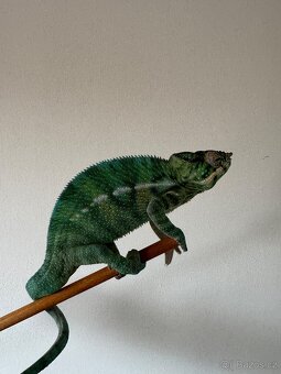 Chameleon pardálí Nosy be - 4