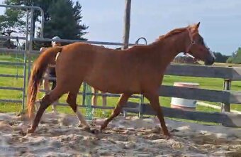 4-letá odznaková ryzka - 4