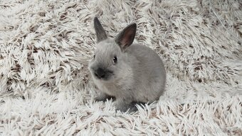 Zakrslý králík, králíček - SUZIE - 4