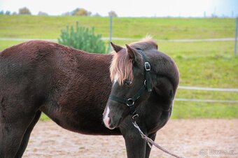 Prodám Appaloosa - 4