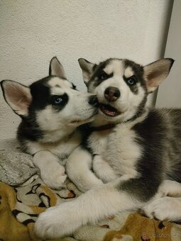 Sibiřský husky - 4