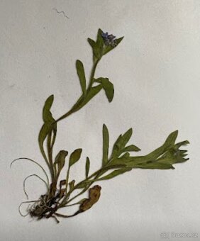 Herbář - 4