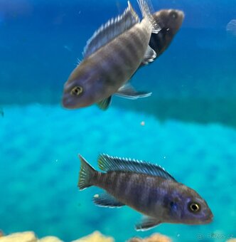 Tlamovci Pseudotropheus Elongatus Mpanga - 4