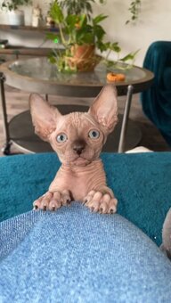 Kanadský sphynx - 4