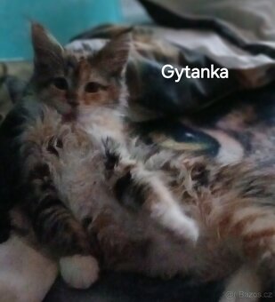 Mainska mývalí koťata s PP - 4