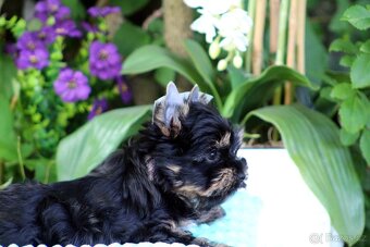 jorkšírský terrier s PP (Colorful) - 4