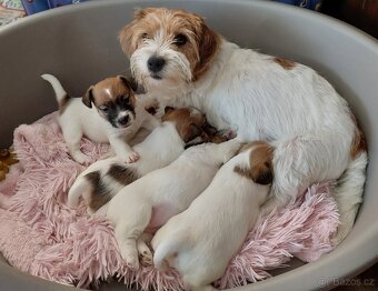 Jack Russell Terier - pejsek s pp - 4