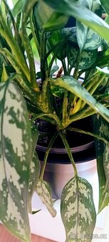 Aglaonema Maria, pokojová rostlina. - 4