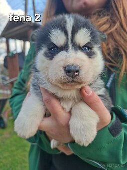 Sibiřský husky - 4