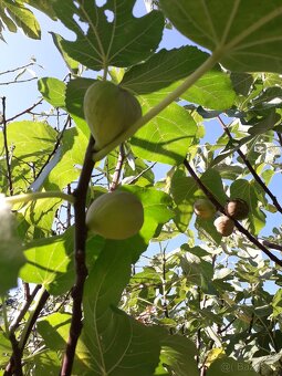 Fíkovníky Carica,Smokvoň,Turkey, Keře, Stromky. - 4