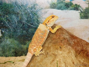 Agama vousatá (Pogona vitticeps) - 4