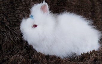 Zakrslý králíček, králík -(TEDDY)-HERBERT - 4