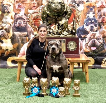 American bully XL XXL - 4
