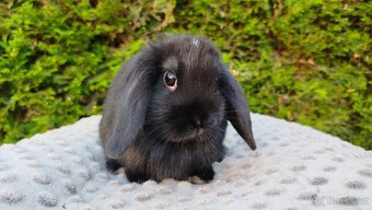 Zakrslý beránek, králík, králíček PIPER - 4