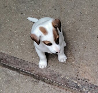 Jack Russell terier - 4