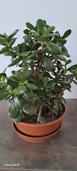 Crassula Ovata-tlustice - 4