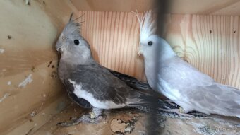 Korela bělohlavá - 4