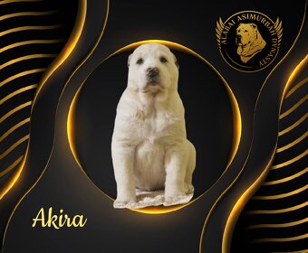 Stredoásijský pastevecký ovčiak s PP - 4