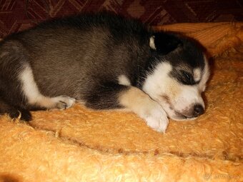 Prodáme štěňátka - 4