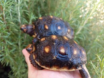 Želva uhlířská, roční želvičky/Brno -venkov - 4