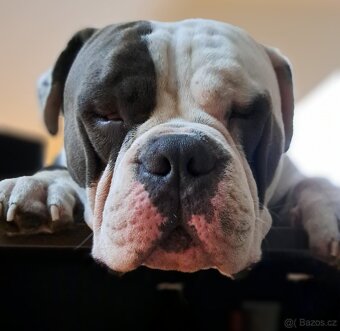 American Bully - KRYTÍ Fešák Hubert - 4
