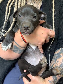 Americky pitbull s rodokmenem PP - 4