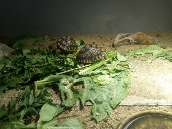 Želva pardálí ( stigmochelys pardalis babcocki ) - 4