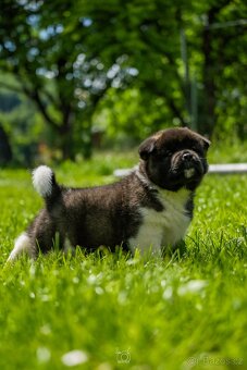 Americká Akita - American Akita - 4