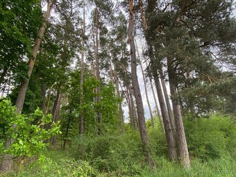 Lesní pozemek s porostem k těžbě Lštění nad Zubřinou - 4