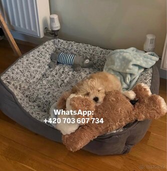 Maltipoo f1 light caramel fenka - 4