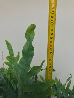 Živá rostlina Tečkovka, Phlebodium Aureum - 4