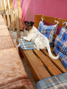 Jack russell - 4