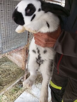 Králíci velikých plemen k chovu samice a samci - 4