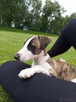 Whippet/vipet štěně s PP FCI - 4