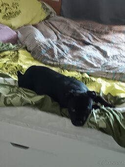 Stafordšírský bulteriér - 4