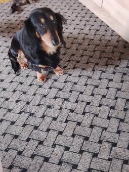 Jezevčík trpaslici - 4