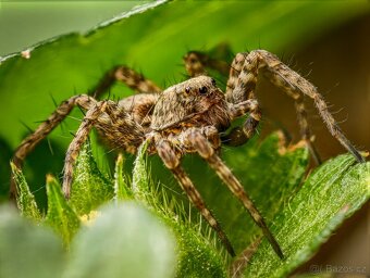 Vivo X100 Ultra úložiště 1TB - 4