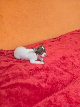 ČIVAVA  KRÁTKOSRSTÁ čoko pejsek - 4