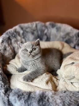 Krásná britská koťátka s PP - 4