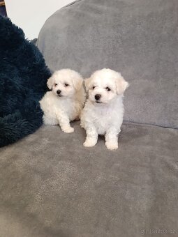 Štěně Bišonek bez PP - 4