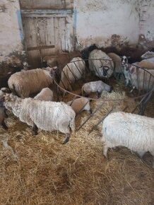 Přidám chov ovci s jehnaty - 4