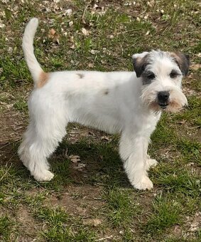 Jack Russell terrier - 4