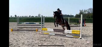 Welsh valach do športu aj na hobby - 4