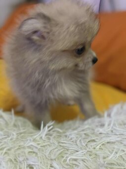 Pomeranian - 4
