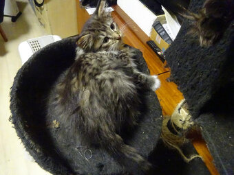 NABÍZÍM KŘÍŽENOU KOČIČKU (MAINSKÁ x SIBIŘSKÁ) - 4