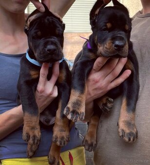 Dobrman štěňata s PP - 4