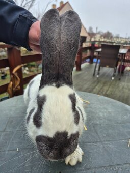 Německý obrovitý strakáč - 4