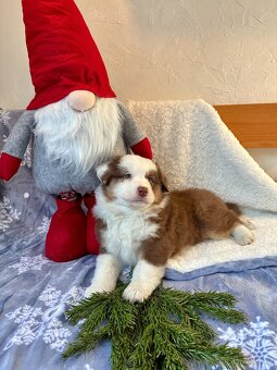 Australský ovčák s PP - 4