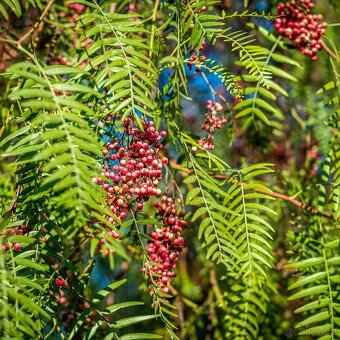 Sazenice růžového pepře - 4