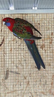 Rosela Penant r. 2025 - 4